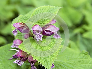 Closeup of Balm-leaved Red Deadnettle, Lamium orvala