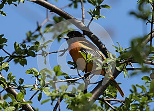 Closeup of Baltimore Oriole Icterus galbula Quebec