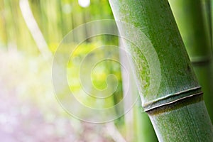 Closeup of bamboo with blurry copy space background a