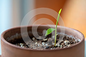 Closeup of Bamboo Mosso seedling planted in small flower pot at home. photo