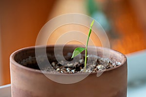 Closeup of Bamboo Mosso seedling planted in small flower pot at home. photo