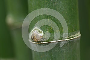 Closeup of bamboo stalk.