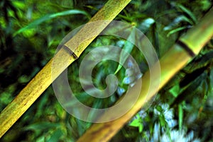 Closeup of bamboo stalks