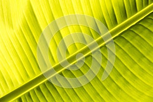 Closeup of banana leaf