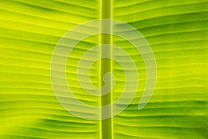 Closeup of banana leaf texture, green and fresh, in a park