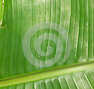 Closeup banana leave green nature background