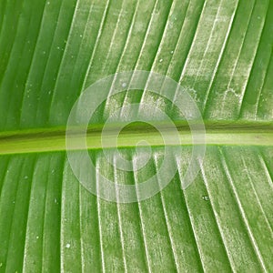 Closeup banana leave green nature background