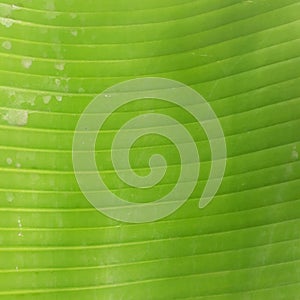 Closeup banana leave green nature background