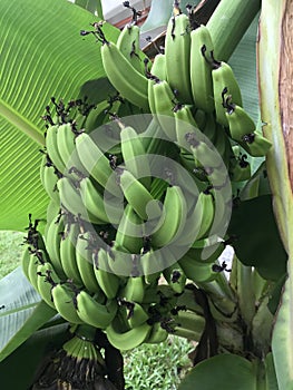 Closeup Of A Banana Plant With Fruit