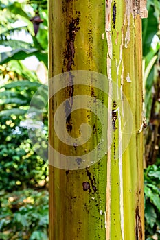 Closeup of banana tree trunk, Guatemala, Central America