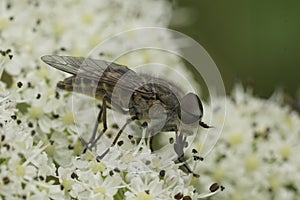 Closeup on the Band-eyed Brown Horse Fly gnat, Tabanus bromius, sitting on a white flower