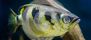 Closeup of a banded archer fish, popular aquarium pet in aquaculture, Exotic specie from the Indo-pacific ocean