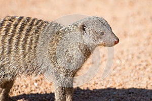 Closeup of banded mongoose