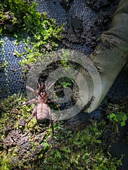 Closeup of Banded tunnelweb spider on moss with finger, New Zealand