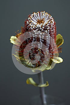 Closeup of Banksia flower also know as Australian honeysuckle on dark background