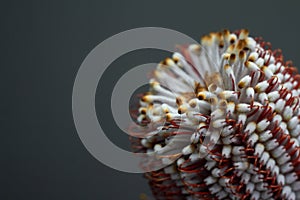 Closeup of Banksia flower also know as Australian honeysuckle on dark background