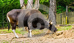 Closeup of a banteng bull in the pasture, Endagered cattle specie from Indonesia