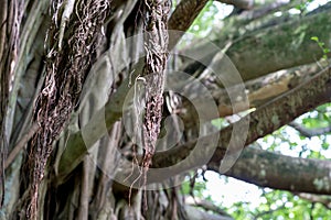 Closeup of a Banyan Tree in Maui, Hawaii