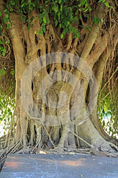 Closeup of banyan tree trunk roots with carvings. Roots of a tree and trunk. interesting tree trunk in tropical forest