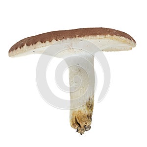 Closeup of a bare-toothed russula mushroom (Russula vesca) on white background