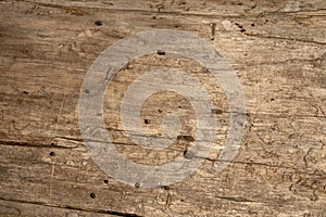 Closeup of a Bare Tree Trunk