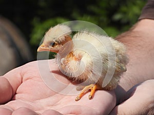 Closeup of bareneck chicken in hand 6