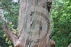 Closeup of the bark on a Cryptomeria japonica sinesis tree photo