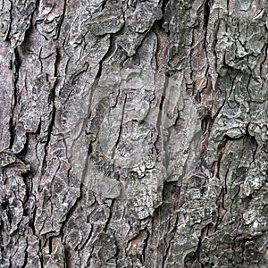 closeup of bark on old fat chestnut tree