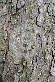 closeup of bark on old fat chestnut tree