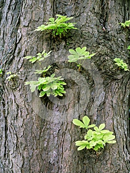 closeup of bark on old fat chestnut tree