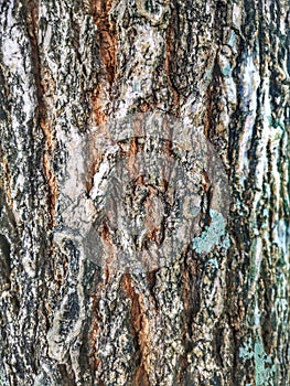 Closeup bark of tree photo
