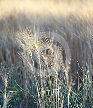 Closeup of barley