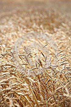 Closeup of barley in a field