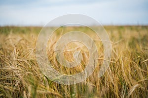 Closeup barley field in harvest season. Harvest of ripe barley, wheat against. Field of barley. Agriculture background.