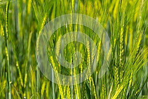 Closeup of barley in a field in spring