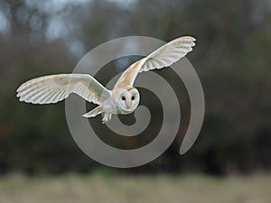 Closeup of a Barn owl flying during a day with a blurry background