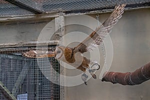 Closeup of a Barn owl flying in a zoo