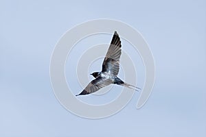 Closeup of a Barn swallow captured in midflight against a clear blue sky photo