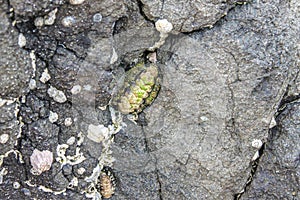 Closeup of barnacles on a rock near the beach in Eastern Australia