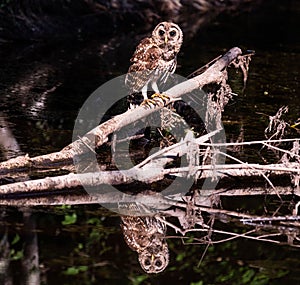 Closeup of a Barred Owl perched on a fallen tree branch at Alligator River National Wildlife Refuge