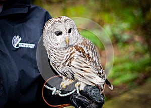 Closeup of a Barred Owl perched on a person's arm