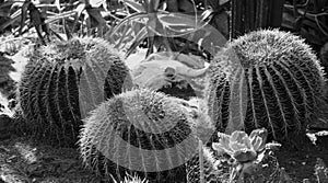 Closeup of Barrel Cactuses