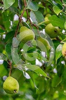 Closeup of Bartlett Pears on the Tree