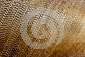 Closeup Base of Palm Leaf Showing Linear pattern