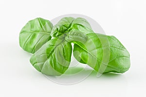 Closeup on basil leaf