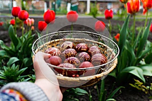 Closeup of basket of colored red eggs, Easter holiday concept. Female hand holding modern painted easter eggs. Nature