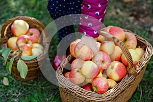 Closeup of basket with red apples and red boots on little kid, preschool girl on organic farm, autumn outdoors. Toddler