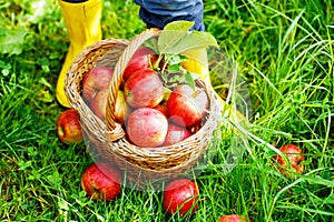 Closeup of basket with red apples and rubber boots on little kid, boy or girl on organic farm, autumn outdoors. Toddler