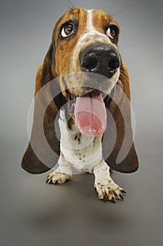 Closeup Of Basset Hound Panting