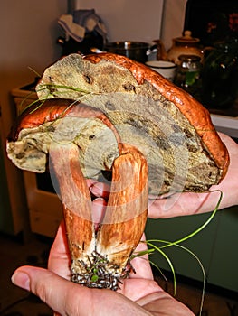 Closeup of Bay Bolete Imleria badia mushroom.